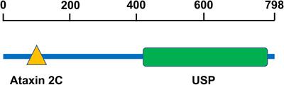 Ubiquitin-specific peptidase 10, a deubiquitinating enzyme: Assessing its role in tumor prognosis and immune response